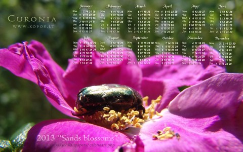 Curonia calendars - Sands blossoms